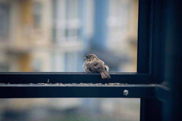 Примета: птица залетела на балкон – что бы это могло значить?